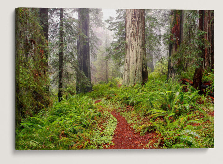 Trillium Falls trail, Redwood National Park, California, USA