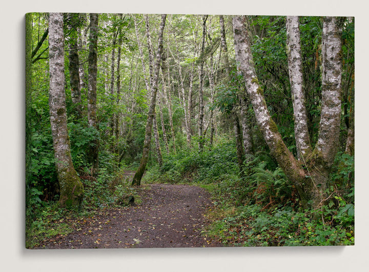 Trinidad State Beach, Mill Creek Trail, California, USA