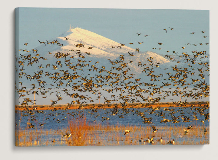 Flock of Geese in Flight, Tule lake National Wildlife Refuge, California, USA