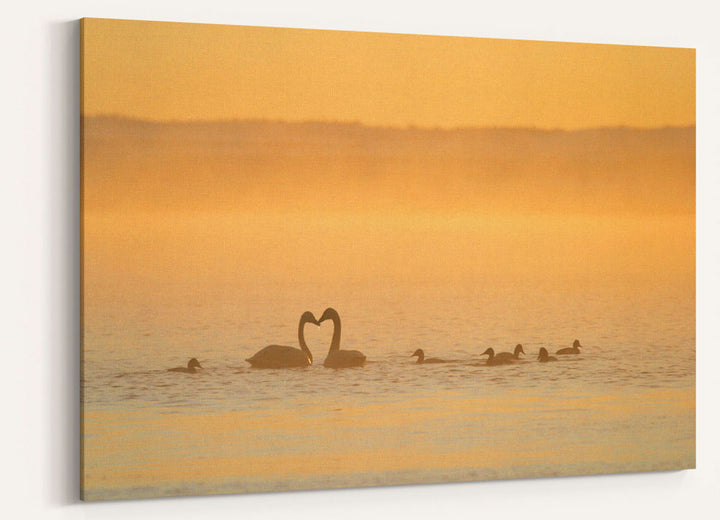 Tundra swans at Sunrise, Tule Lake National Wildlife Refuge, California