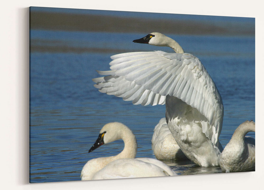 Tundra Swans, Tule Lake National Wildlife Refuge, California