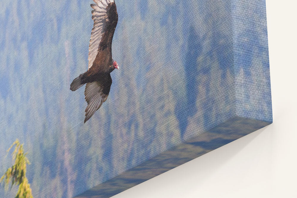 Turkey Vulture in Flight, Carpenter Mountain, HJ Andrews Forest, Oregon