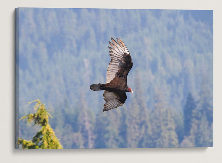 Turkey Vulture in Flight, Carpenter Mountain, HJ Andrews Forest, Oregon