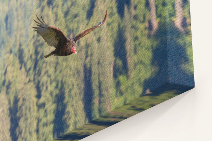 Turkey Vulture in Flight, Carpenter Mountain, HJ Andrews Forest, Oregon, USA