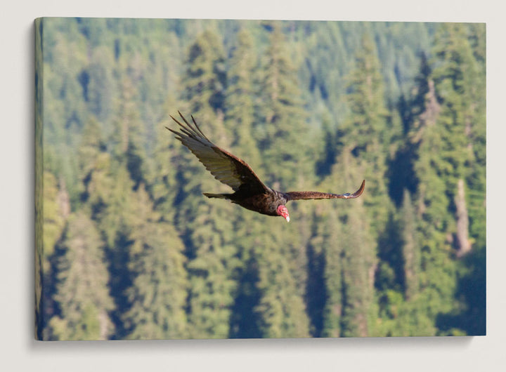 Turkey Vulture in Flight, Carpenter Mountain, HJ Andrews Forest, Oregon, USA