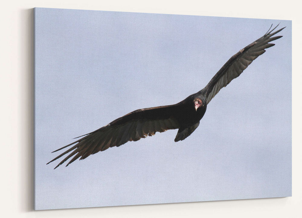 Turkey Vulture in flight, Carpenter Mountain, Willamette National Forest, Oregon