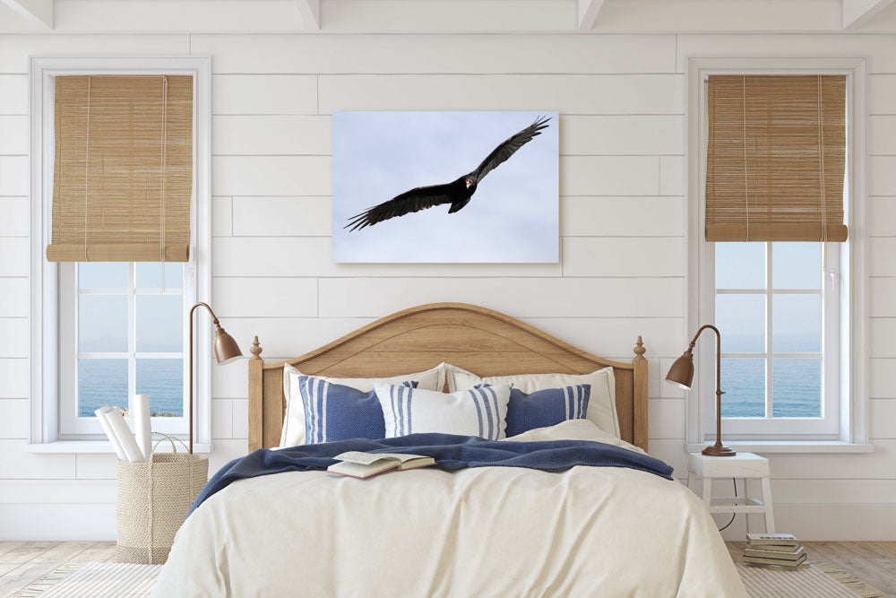 Turkey Vulture in flight, Carpenter Mountain, Willamette National Forest, Oregon