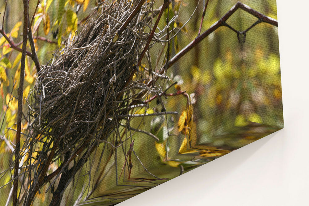 Bird nest in rose shrubs, Turnbull National Wildlife Refuge, Washington