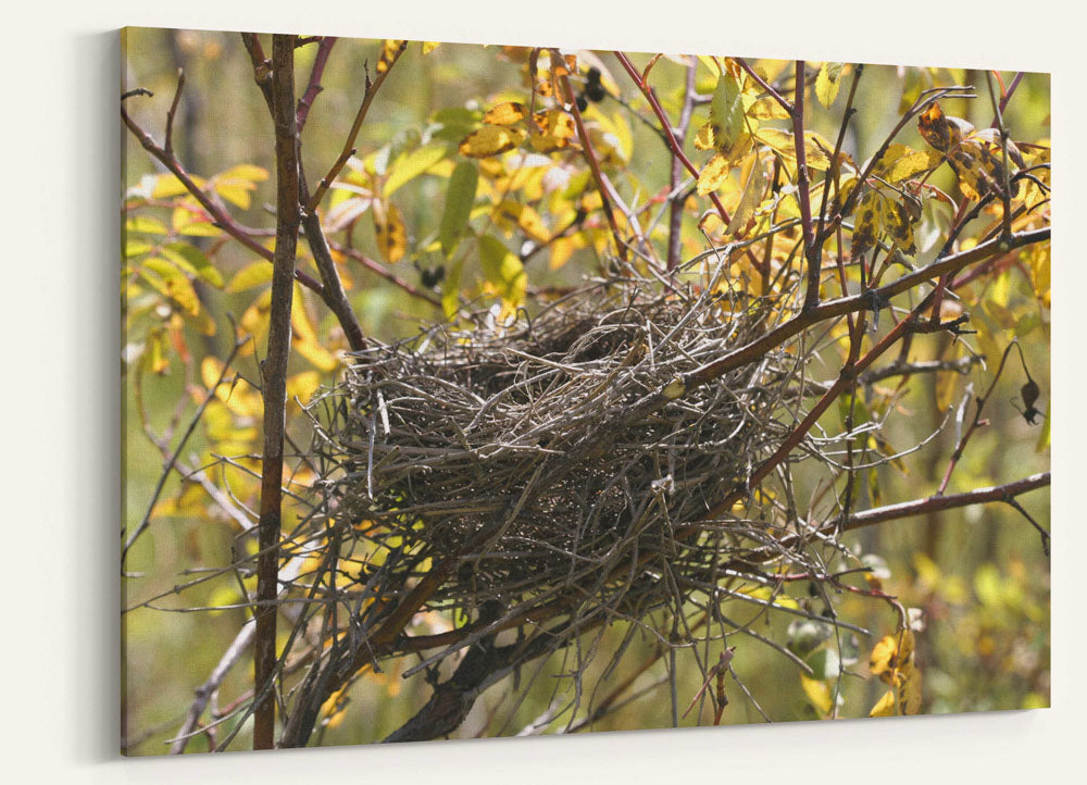 Bird nest in rose shrubs, Turnbull National Wildlife Refuge, Washington