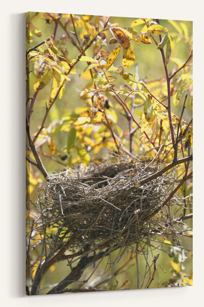 Bird nest in rose shrubs, Turnbull National Wildlife Refuge, Washington