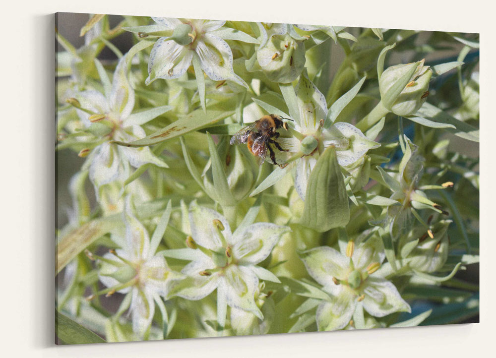 Bumblebee on Flowering Monument Plant, Steens Mountain, Oregon