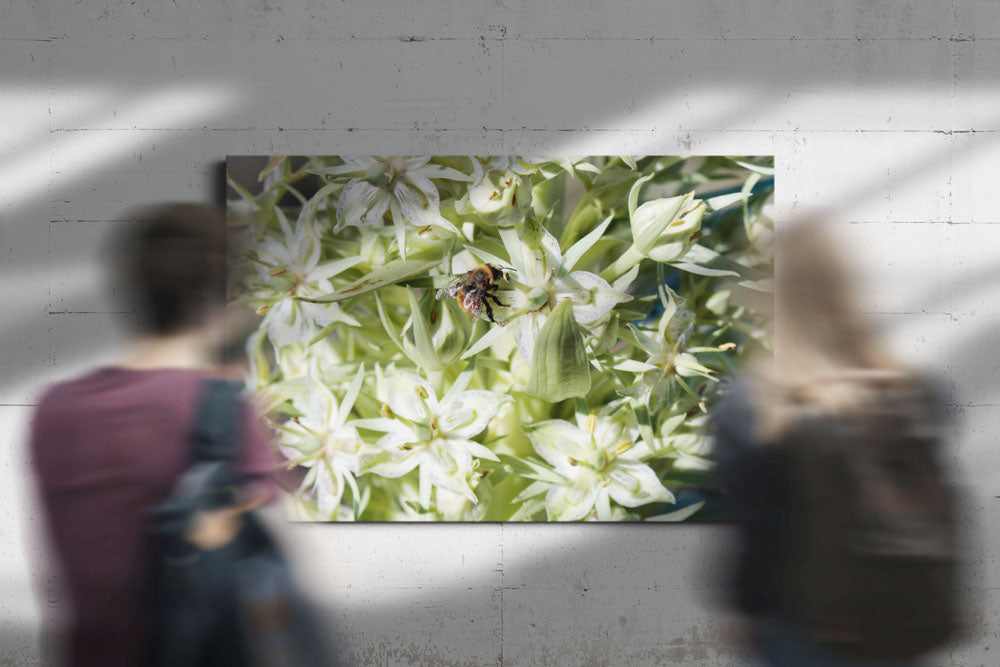 Bumblebee on Flowering Monument Plant, Steens Mountain, Oregon