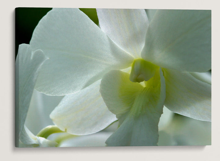 Flower, Golden Gate Park, San Francisco, California, USA