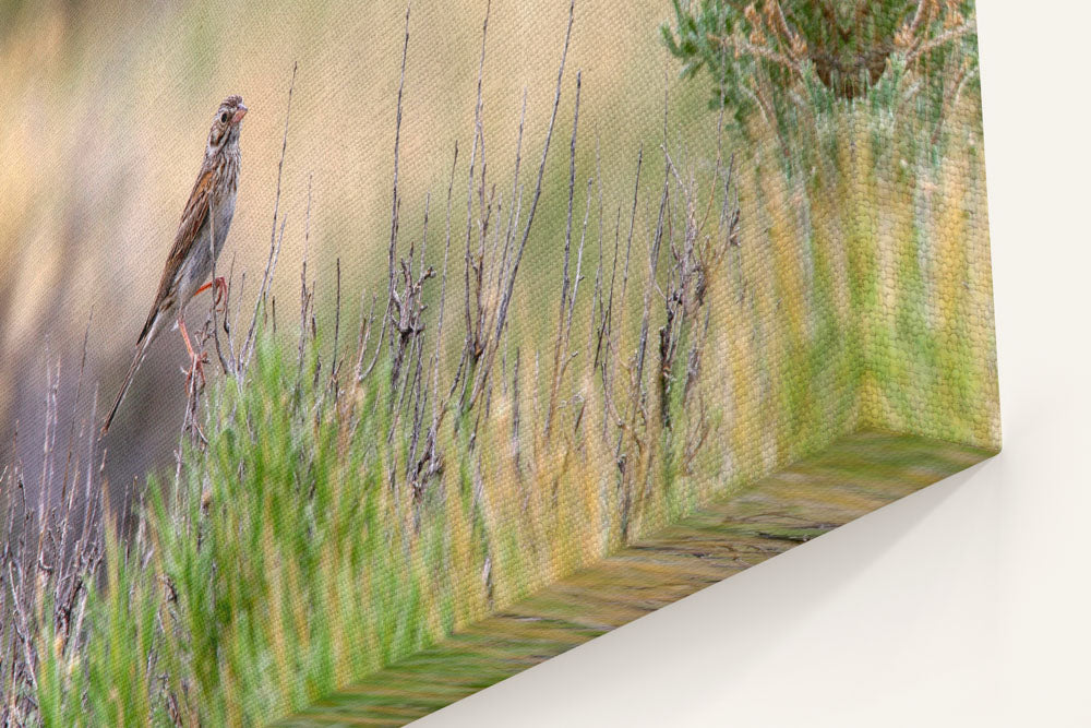 Sparrow in Sagebrush, Seedskadee National Wildlife Refuge, Wyoming, USA