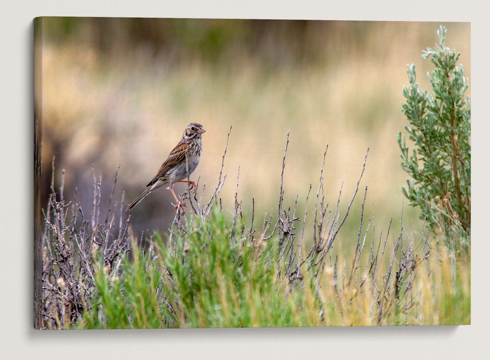 Sparrow in Sagebrush, Seedskadee National Wildlife Refuge, Wyoming, USA
