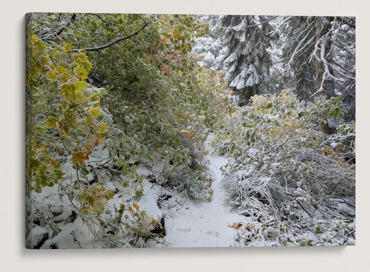 Early Winter Snow at Carpenter Mountain, HJ Andrews Forest, Oregon
