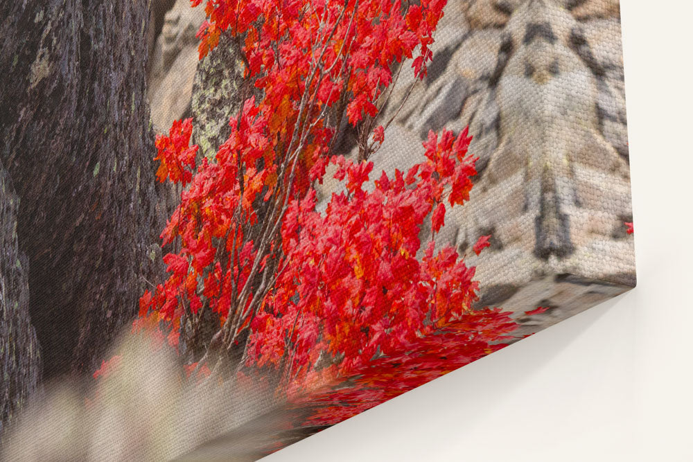 Vine Maple Fall Colors, Carpenter Mountain, HJ Andrews Forest, Oregon, USA