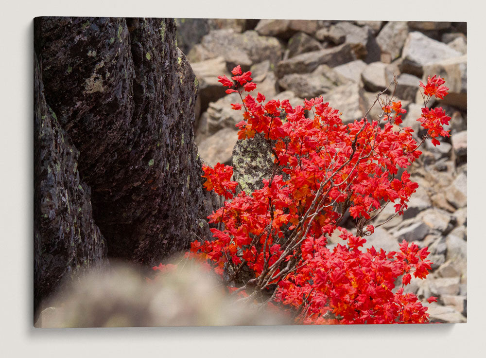 Vine Maple Fall Colors, Carpenter Mountain, HJ Andrews Forest, Oregon, USA