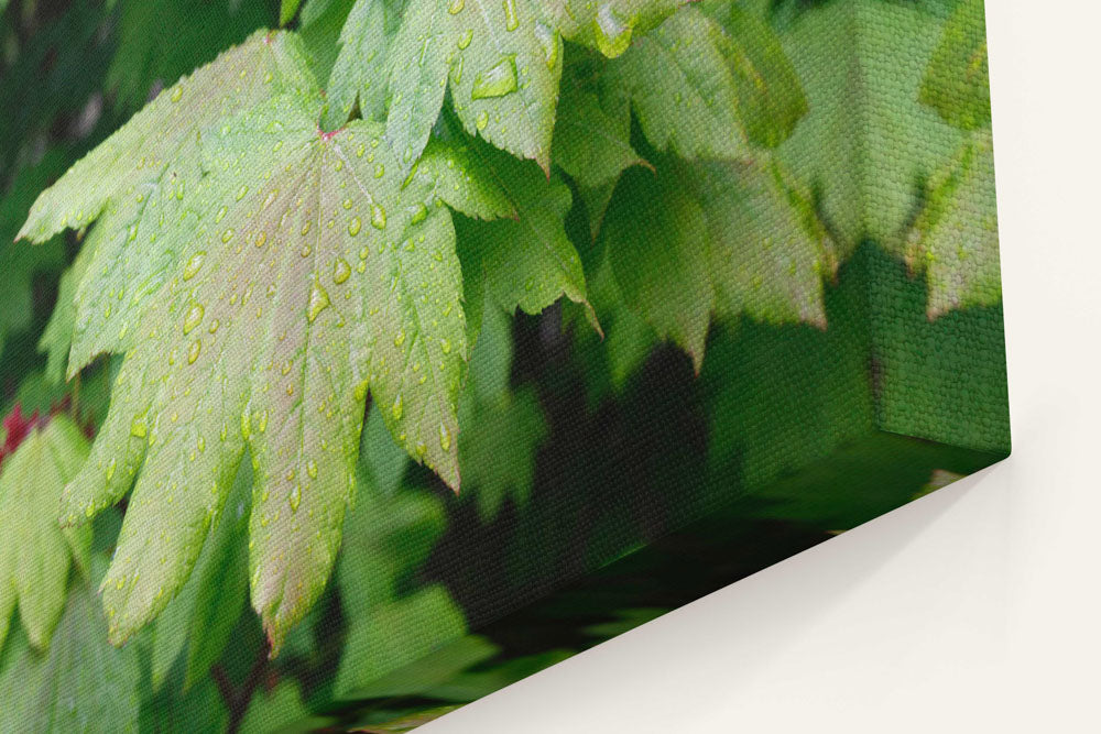 Vine maple leaf closeup, Willamette National Forest, Oregon