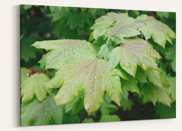 Vine maple leaf closeup, Willamette National Forest, Oregon