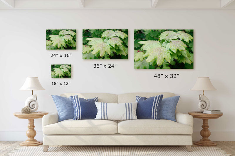 Vine maple leaf closeup, Willamette National Forest, Oregon