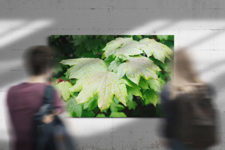 Vine maple leaf closeup, Willamette National Forest, Oregon