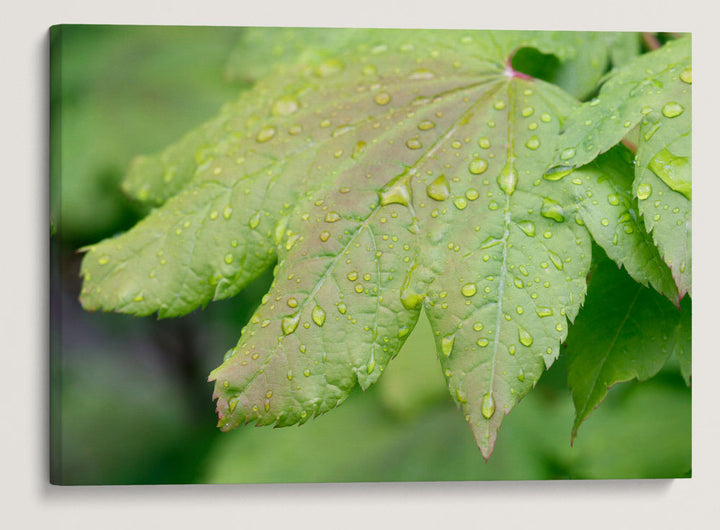 Vine maple, Fall Creek Road, Willamette National Forest, Oregon, USA