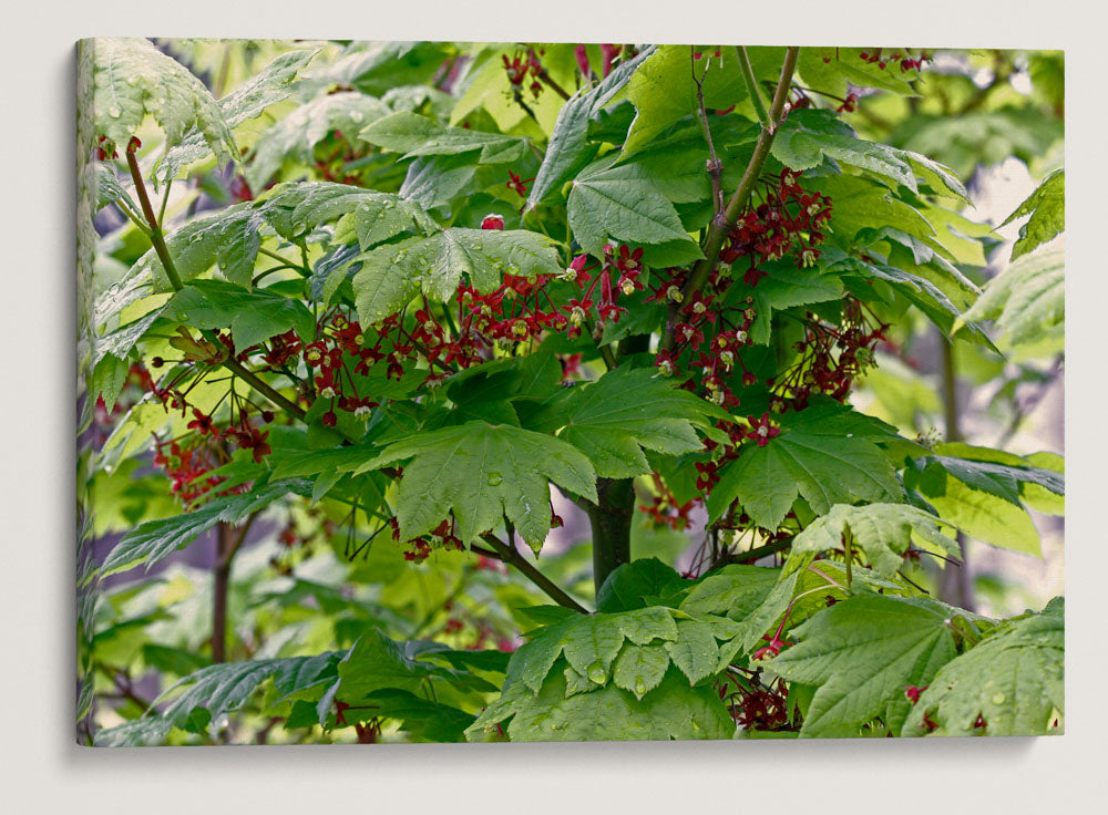 Vine maple, Fall Creek Road, Willamette National Forest, Oregon, USA