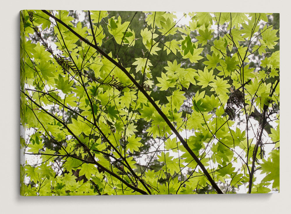 Vine Maple, Prairie Creek Redwoods State Park, California, USA