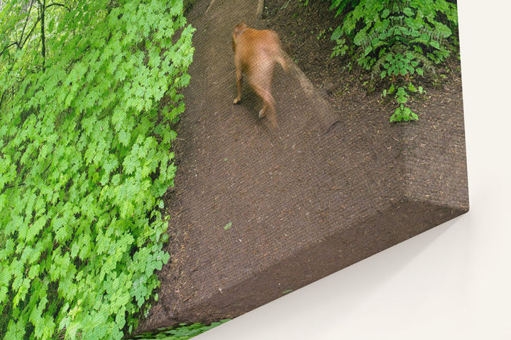 Dog and Runner on trail, Spencer Butte Park, Eugene, Oregon, USA