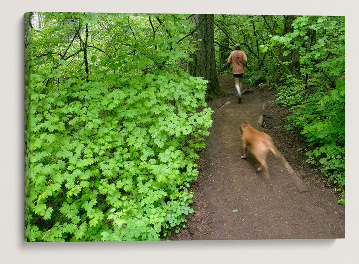 Dog and Runner on trail, Spencer Butte Park, Eugene, Oregon, USA