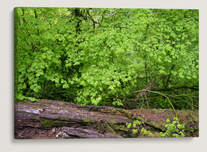 Vine maple, Spencer Butte Park, Eugene, Oregon, USA