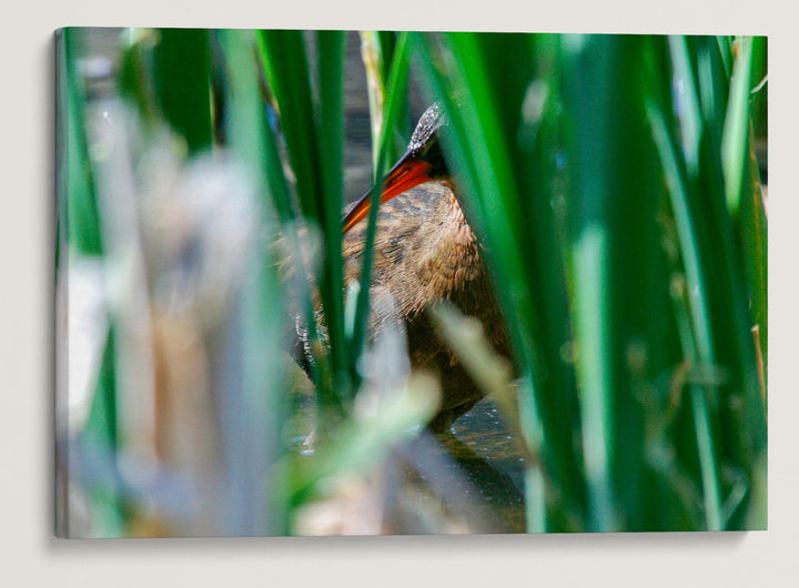 Virginia Rail in Cattails, Tule Lake National Wildlife Refuge, California, USA