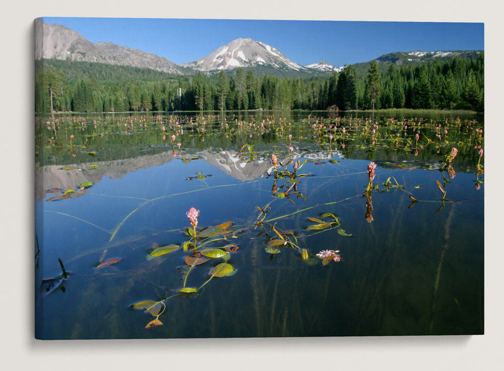 Water smartweed, Lassen Peak, Manzanita Lake, Lassen Volcanic National Park, California, USA