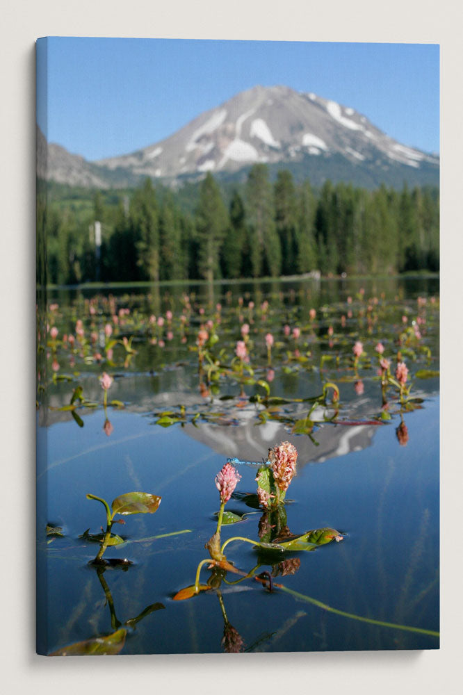 Water Smartweed, Manzanita Lake, Lassen Volcanic National Park, California, USA