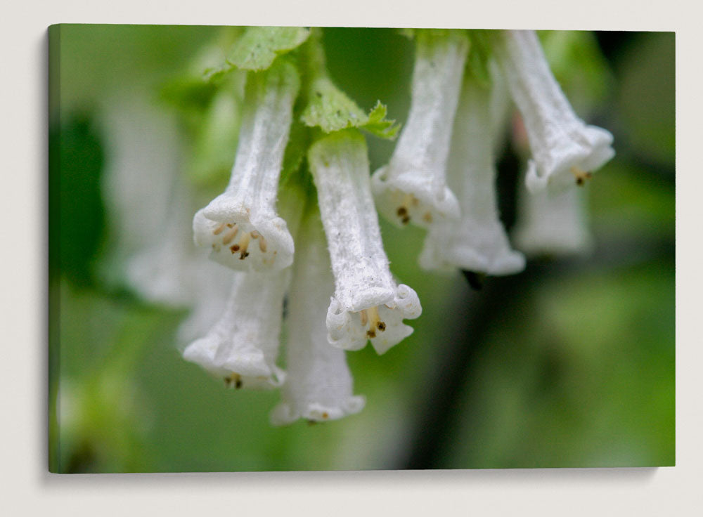 Wax Currant, La Pine State Park, Oregon, USA