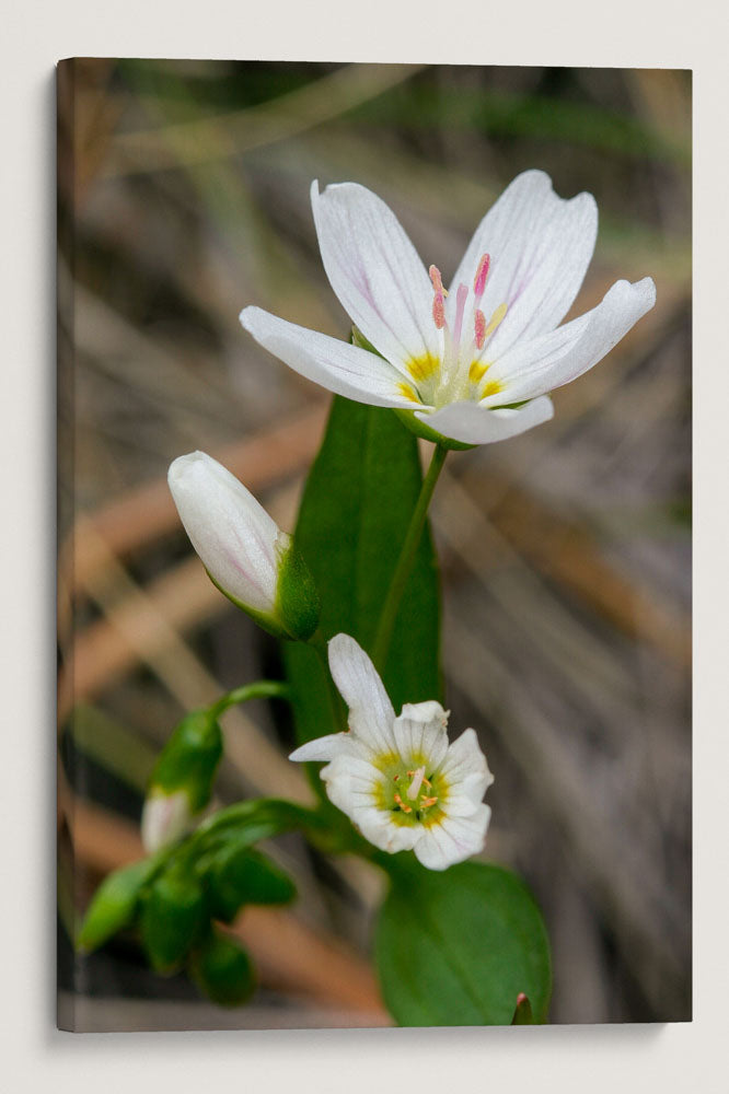 Western Springbeauty, Lake Roosevelt, Washington, USA