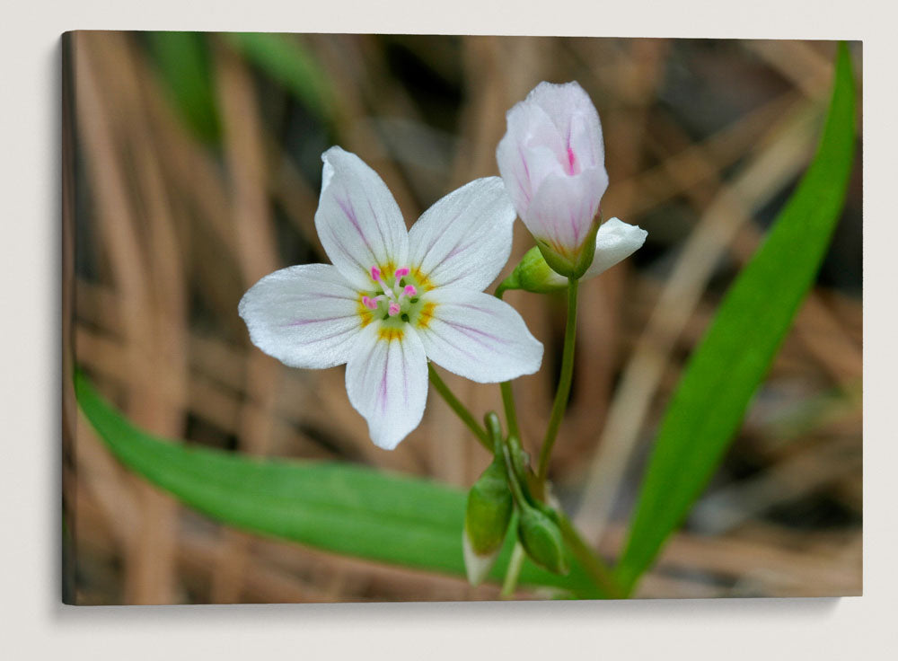 Western Springbeauty, Lake Roosevelt, Washington, USA