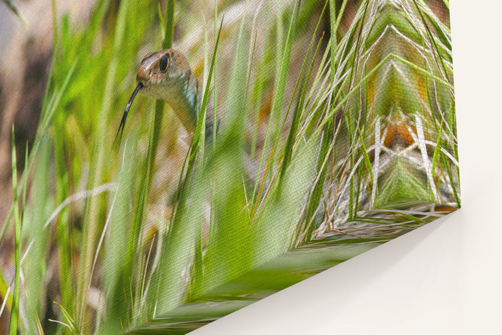 Garter Snake in Grass, Eastern Oregon, USA