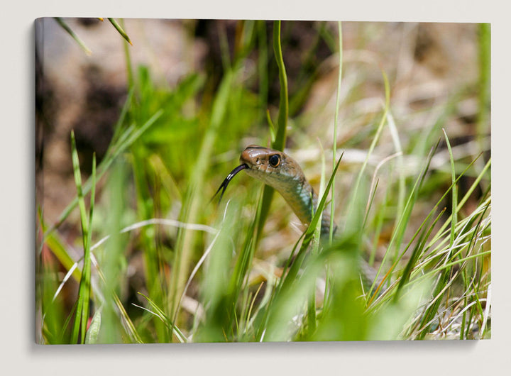 Garter Snake in Grass, Eastern Oregon, USA