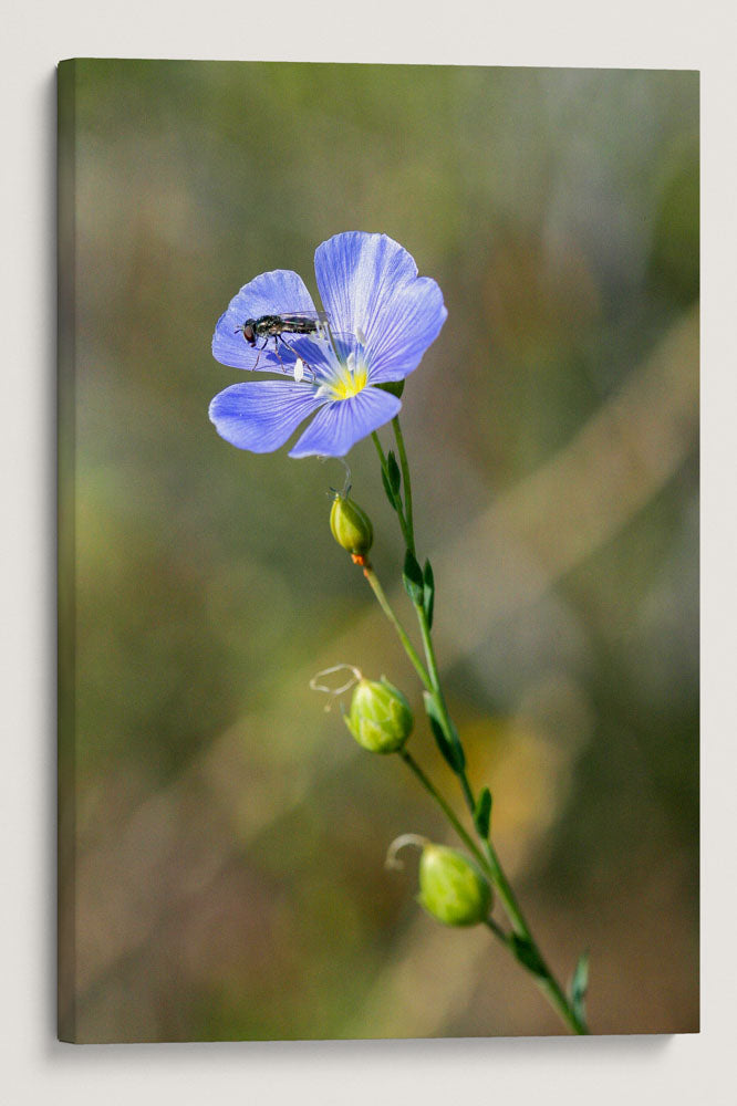 Western Blue Flax, Hogback Mountain, Oregon, USA