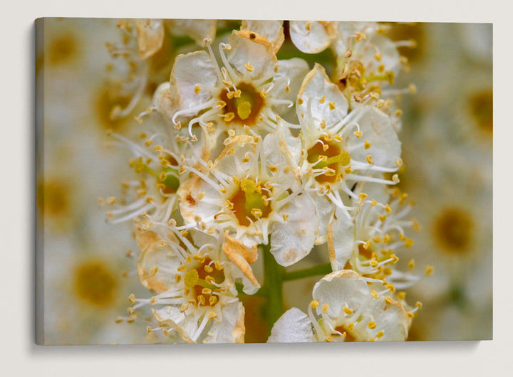 Western Chokecherry, Agency Lake, Oregon, USA