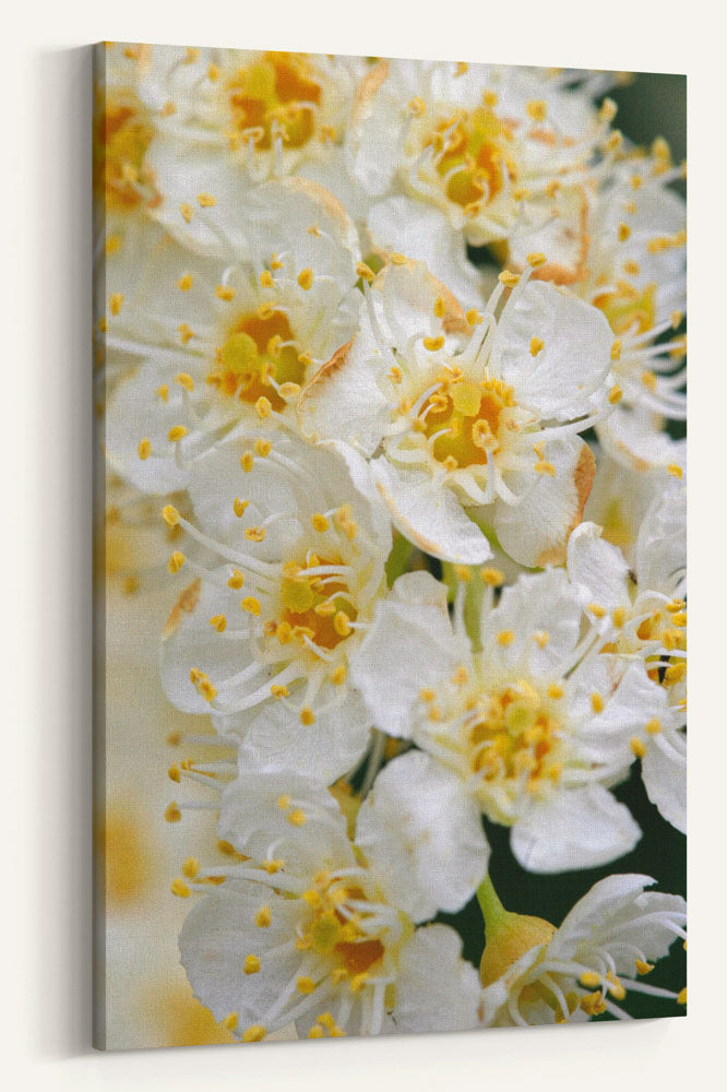 Western chokecherry, Agency Lake, Oregon