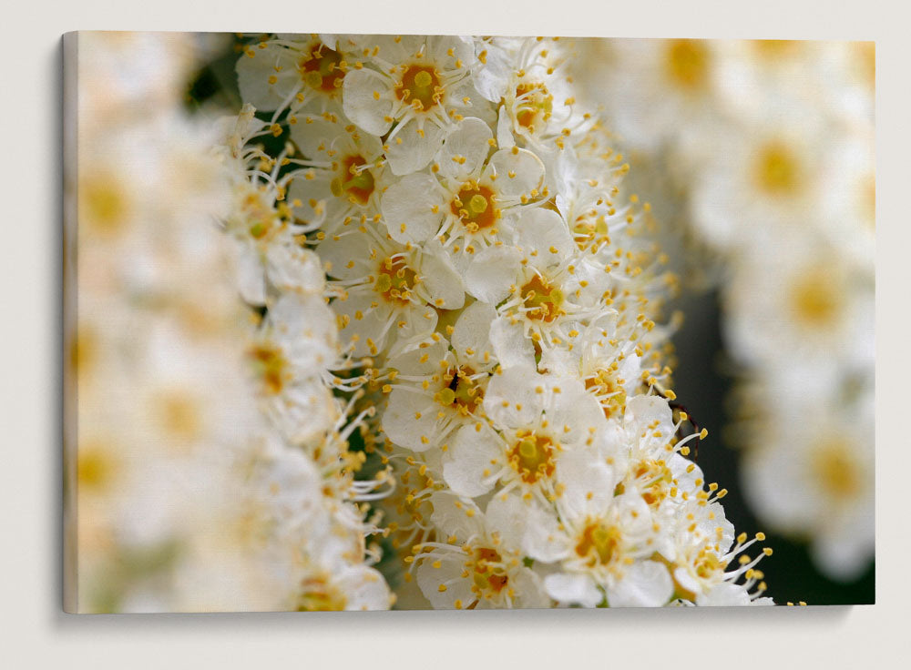 Western Chokecherry, Agency Lake, Oregon, USA