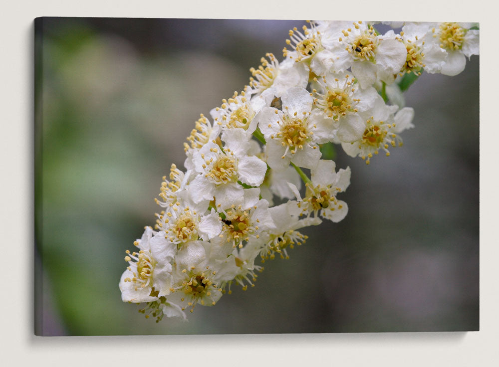 Western Chokecherry, Lake Roosevelt, Washington, USA