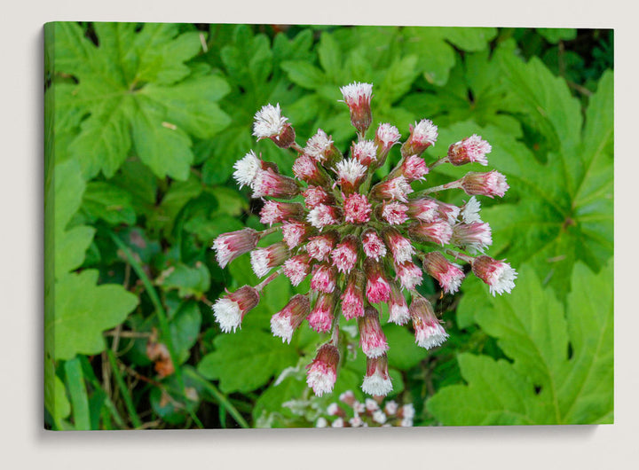 Western Coltsfoot, Patrick's Point State Park, California, USA