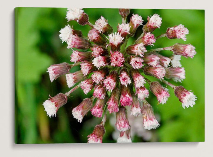 Western Coltsfoot, Patrick's Point State Park, California, USA