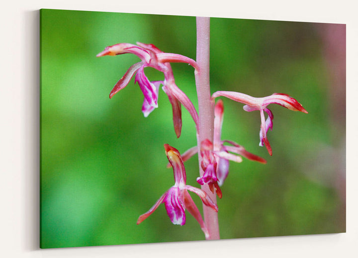 Pacific Coralroot, H.J. Andrews Experimental Forest, Oregon