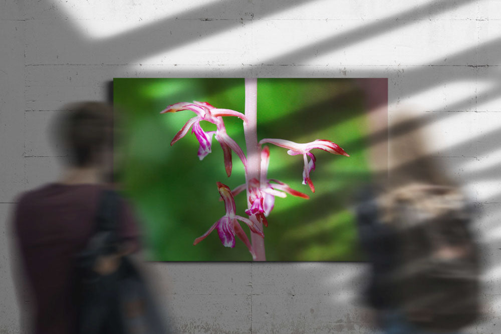 Pacific Coralroot, H.J. Andrews Experimental Forest, Oregon