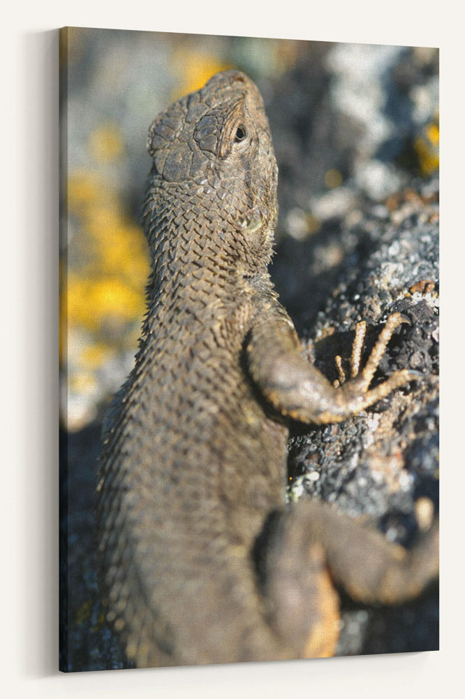 Western fence lizard, Eastern Oregon